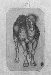 Dromedary
